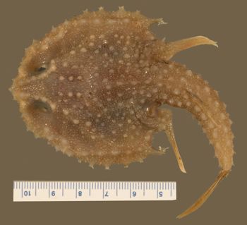 Media type: image; Ichthyology 167728